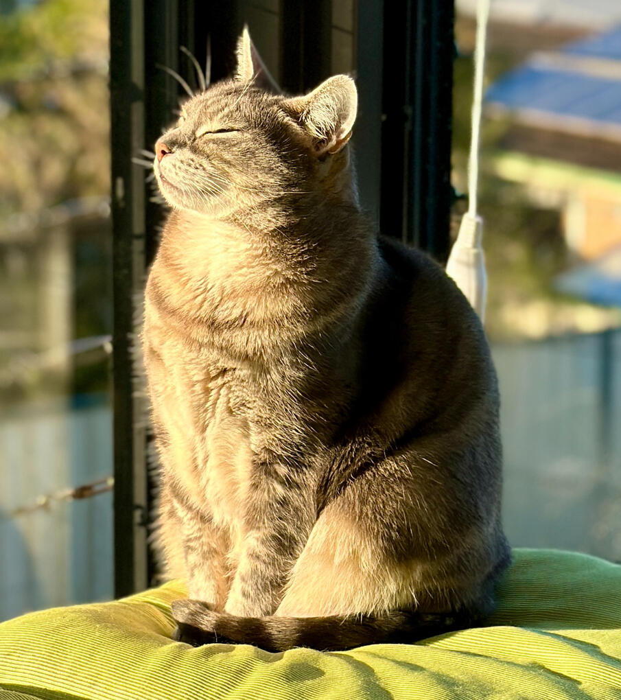 Khayla alimentada per energia solar